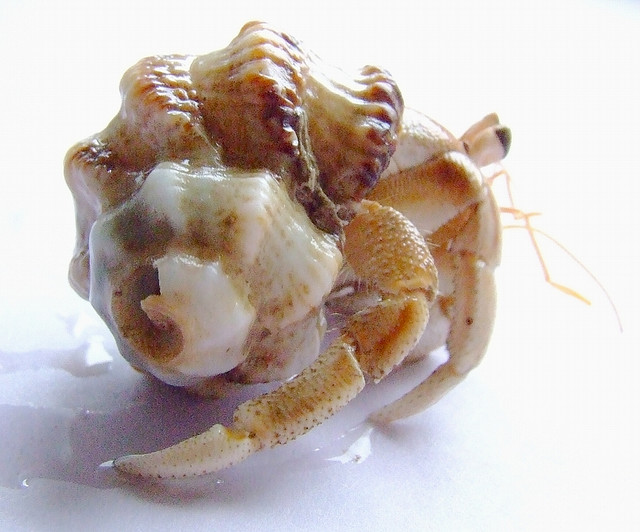 What Foods Can Hermit Crabs Eat