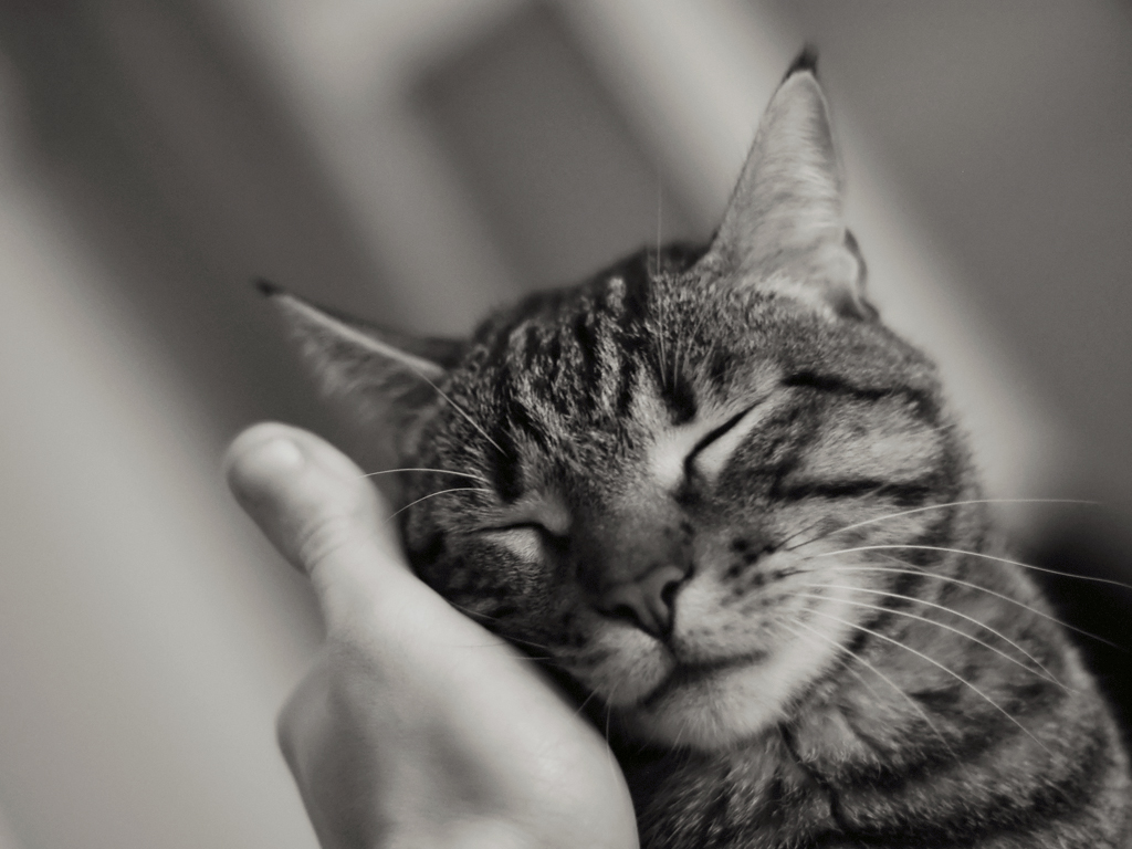 Why Does A Cat Purr? - Pet Coupon Savings