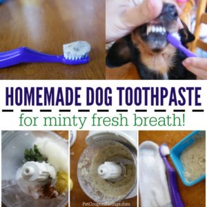 homemade dog toothpaste for minty fresh breath