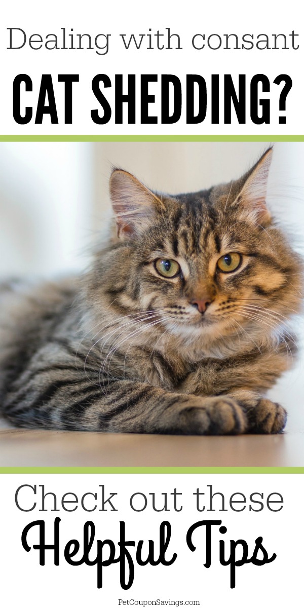 Cat Shedding How to Prevent it All Year Long Pet Coupon Savings