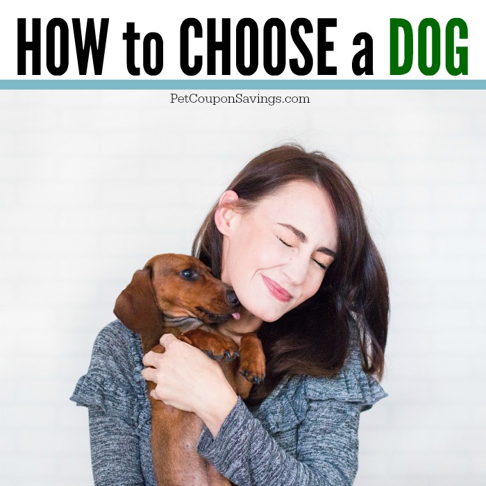 How to Choose a Dog: Tips and Resources to Help - Pet Coupon Savings