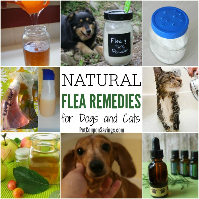 11 Natural Flea Remedies For Dogs And Cats Pet Coupon Savings