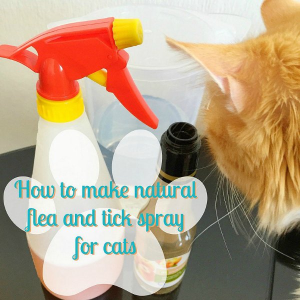 Natural Flea Remedies for Dogs and Cats