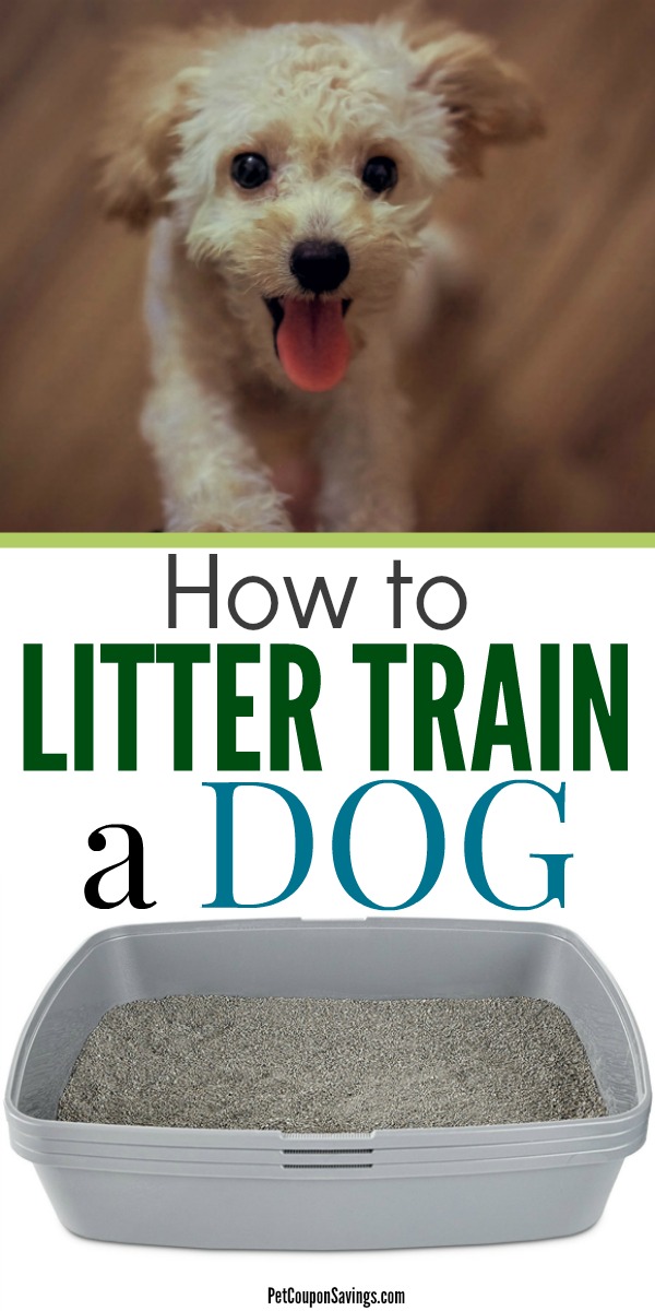 train puppy to use litter box