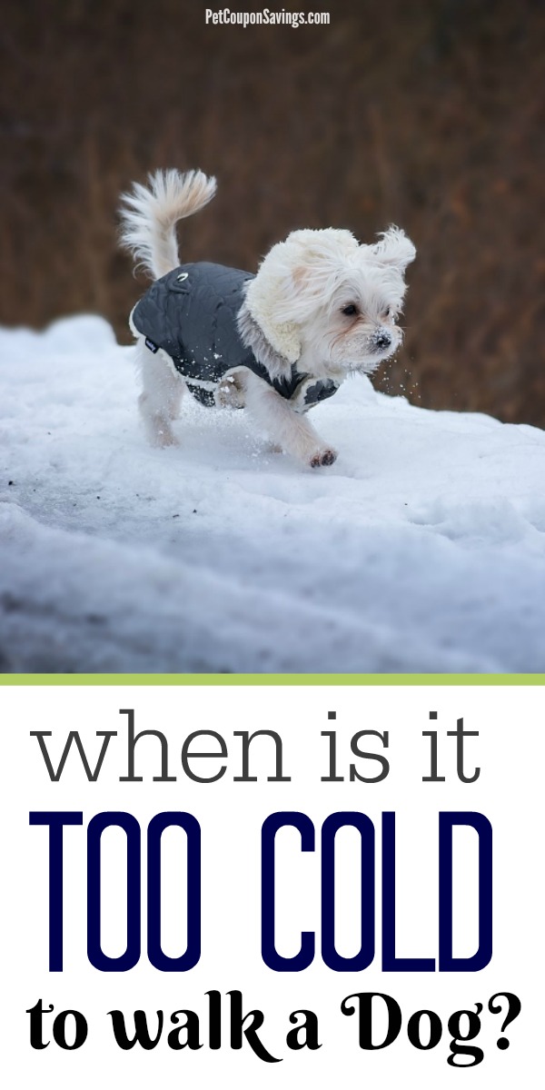 how-cold-is-too-cold-for-dogs-complete-winter-guide-pet-coupon-savings