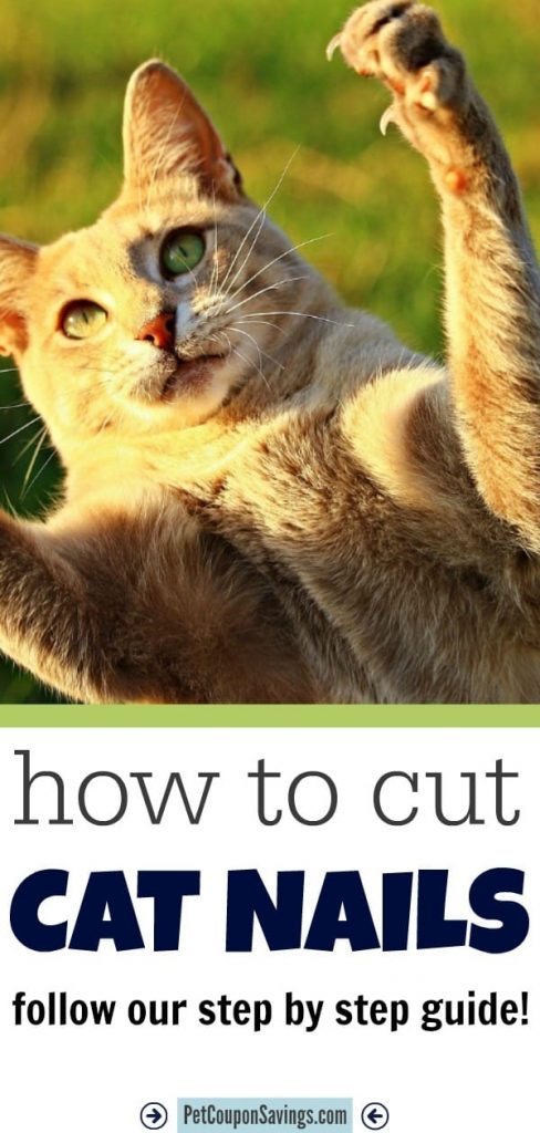 How to Cut Cat Nails: The Painless Guide! - Pet Coupon Savings