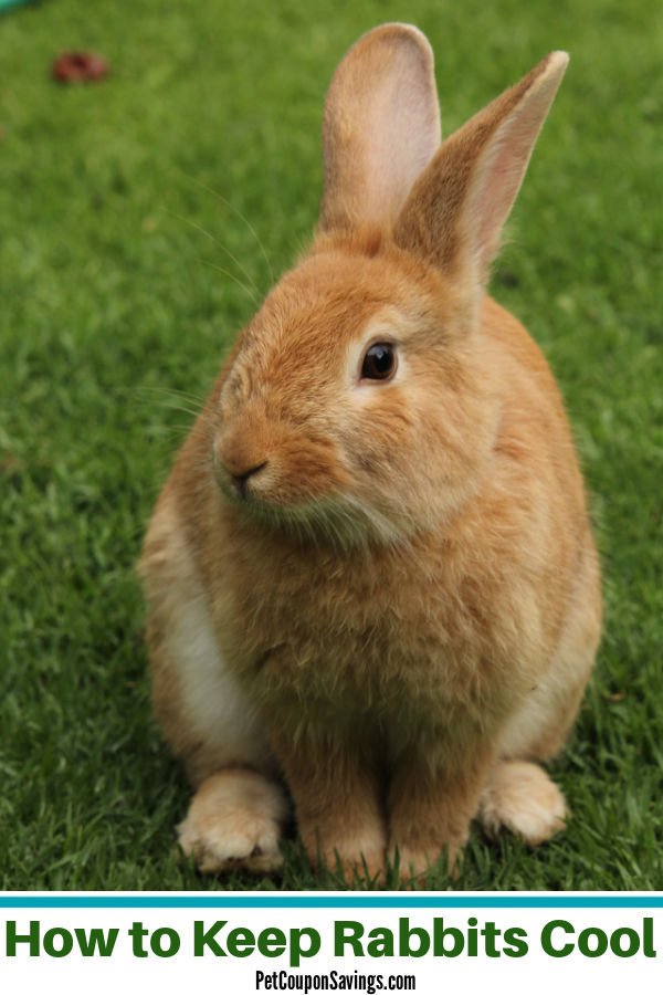 How to Keep Rabbits Cool in the Summer - Pet Coupon Savings